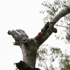 Callocephalon fimbriatum (Gang-gang Cockatoo) at Acton, ACT - 25 Nov 2019 by HelenCross