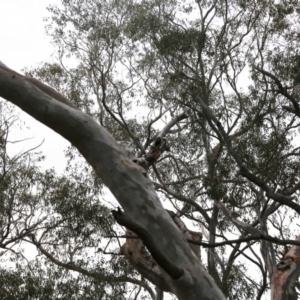 Callocephalon fimbriatum at Acton, ACT - 26 Nov 2019