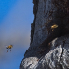 Apis mellifera (European honey bee) at Symonston, ACT - 10 Nov 2019 by Marthijn