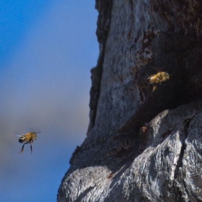 Apis mellifera (European honey bee) at Symonston, ACT - 10 Nov 2019 by Marthijn