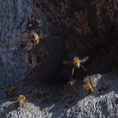 Apis mellifera at Symonston, ACT - 10 Nov 2019