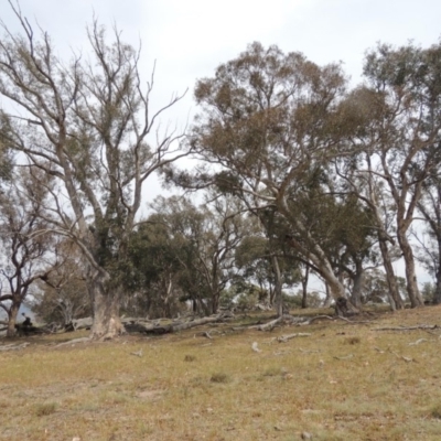 Eucalyptus (genus) (A Gum Tree) at Tuggeranong DC, ACT - 2 Nov 2019 by MichaelBedingfield