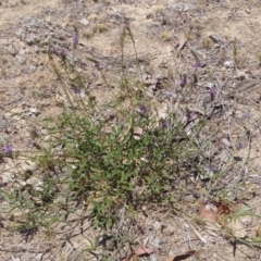 Cullen tenax (Tough Scurf-Pea) at Googong Foreshore - 26 Nov 2019 by gregbaines