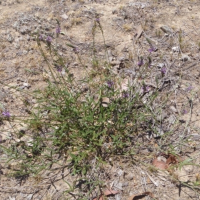 Cullen tenax (Tough Scurf-Pea) at Googong, NSW - 27 Nov 2019 by gregbaines