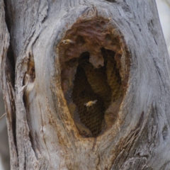 Apis mellifera (European honey bee) at Fisher, ACT - 1 Oct 2019 by Marthijn