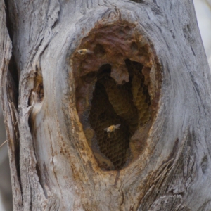 Apis mellifera at Fisher, ACT - 1 Oct 2019 08:32 AM