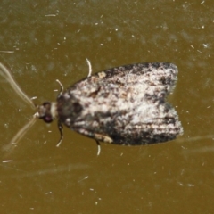 Tortricinae (subfamily) (A tortrix moth) at Tathra, NSW - 1 Dec 2019 by Advance