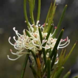 Hakea microcarpa at Tennent, ACT - 1 Dec 2019