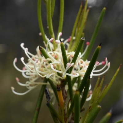 Hakea microcarpa (Small-fruit Hakea) at Tennent, ACT - 1 Dec 2019 by shoko