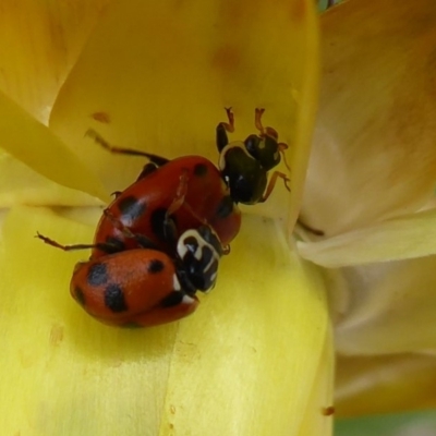Hippodamia variegata (Spotted Amber Ladybird) at Acton, ACT - 1 Dec 2019 by Christine