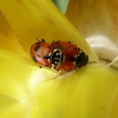 Hippodamia variegata at Acton, ACT - 1 Dec 2019