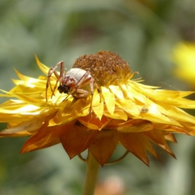 Araneidae (family) (Orb weaver) at Acton, ACT - 1 Dec 2019 by Christine