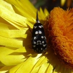 Mordella dumbrelli (Dumbrell's Pintail Beetle) at ANBG - 1 Dec 2019 by Christine