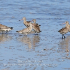 Limosa lapponica (Bar-tailed Godwit) at Culburra Beach, NSW - 11 Nov 2019 by CharlesDove