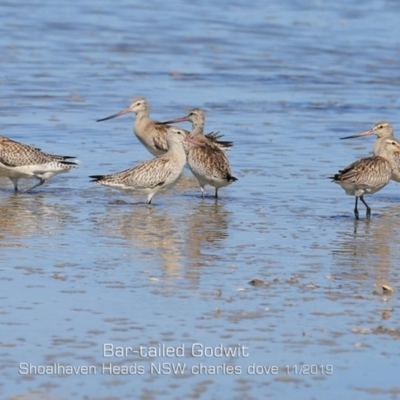 Limosa lapponica (Bar-tailed Godwit) at Jervis Bay National Park - 10 Nov 2019 by Charles Dove