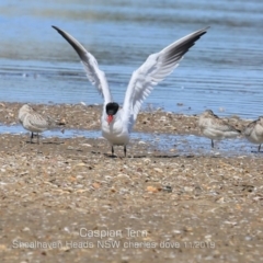 Hydroprogne caspia (Caspian Tern) at Jervis Bay National Park - 10 Nov 2019 by Charles Dove