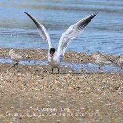 Hydroprogne caspia (Caspian Tern) at Culburra Beach, NSW - 11 Nov 2019 by Charles Dove