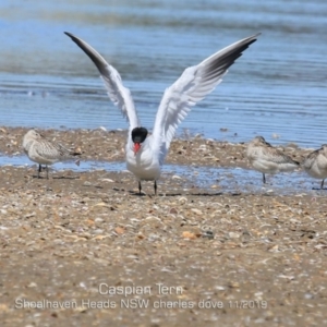 Hydroprogne caspia at Culburra Beach, NSW - 11 Nov 2019