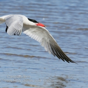 Hydroprogne caspia at Culburra Beach, NSW - 11 Nov 2019