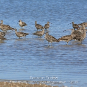 Numenius madagascariensis at Comerong Island, NSW - 11 Nov 2019