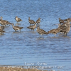 Numenius madagascariensis (Eastern Curlew) at Comerong Island, NSW - 10 Nov 2019 by Charles Dove