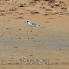 Charadrius leschenaultii (Greater Sand-Plover) at Culburra Beach, NSW - 10 Nov 2019 by Charles Dove