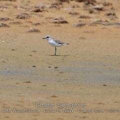 Charadrius leschenaultii (Greater Sand-Plover) at Culburra Beach, NSW - 11 Nov 2019 by CharlesDove