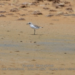 Charadrius leschenaultii at Culburra Beach, NSW - 11 Nov 2019