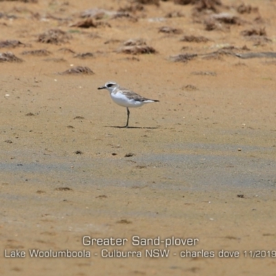 Charadrius leschenaultii (Greater Sand-Plover) at Jervis Bay National Park - 10 Nov 2019 by Charles Dove