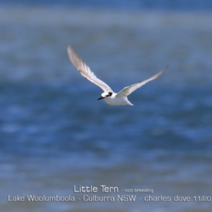 Sternula albifrons at Culburra Beach, NSW - 11 Nov 2019 12:00 AM