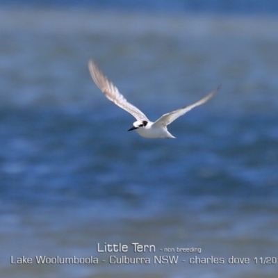 Sternula albifrons (Little Tern) at Jervis Bay National Park - 11 Nov 2019 by CharlesDove