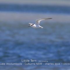 Sternula albifrons at Culburra Beach, NSW - 11 Nov 2019