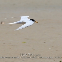 Sternula albifrons at Culburra Beach, NSW - 11 Nov 2019 12:00 AM