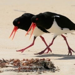 Haematopus longirostris (Australian Pied Oystercatcher) at Lake Conjola, NSW - 10 Nov 2019 by CharlesDove