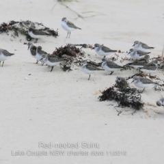 Calidris ruficollis (Red-necked Stint) at Conjola Bushcare - 9 Nov 2019 by Charles Dove