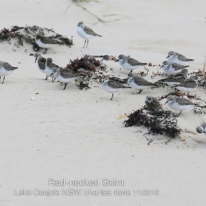 Calidris ruficollis at Lake Conjola, NSW - 10 Nov 2019