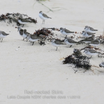 Calidris ruficollis (Red-necked Stint) at Conjola Bushcare - 10 Nov 2019 by CharlesDove