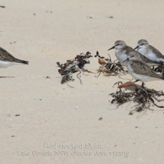 Calidris ruficollis at Lake Conjola, NSW - 10 Nov 2019 12:00 AM