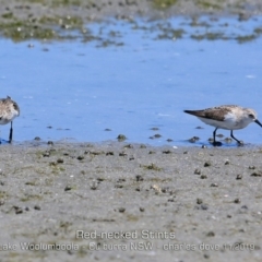 Calidris ruficollis (Red-necked Stint) at Jervis Bay National Park - 10 Nov 2019 by Charles Dove
