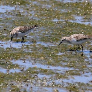 Calidris ruficollis at Kinghorne, NSW - 11 Nov 2019