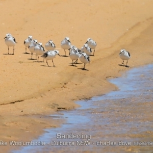 Calidris alba at Wollumboola, NSW - suppressed