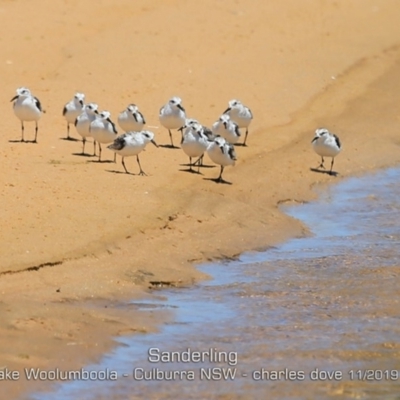 Calidris alba (Sanderling) at Wollumboola, NSW - 11 Nov 2019 by CharlesDove