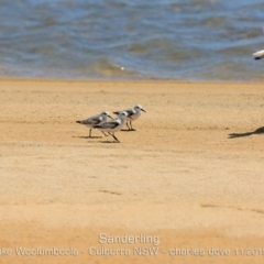 Calidris alba at Wollumboola, NSW - 11 Nov 2019