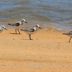 Calidris alba at Wollumboola, NSW - 11 Nov 2019