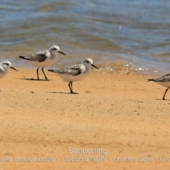 Calidris alba at Wollumboola, NSW - suppressed