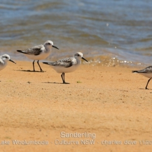 Calidris alba at Wollumboola, NSW - 11 Nov 2019