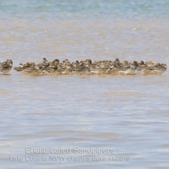 Calidris acuminata (Sharp-tailed Sandpiper) at Cunjurong Point, NSW - 9 Nov 2019 by Charles Dove