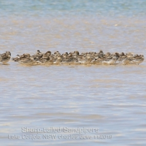 Calidris acuminata at Cunjurong Point, NSW - 10 Nov 2019