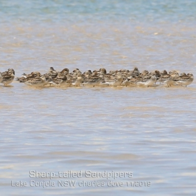 Calidris acuminata (Sharp-tailed Sandpiper) at Cunjurong Point, NSW - 10 Nov 2019 by CharlesDove