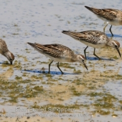 Calidris acuminata (Sharp-tailed Sandpiper) at Culburra Beach, NSW - 11 Nov 2019 by CharlesDove